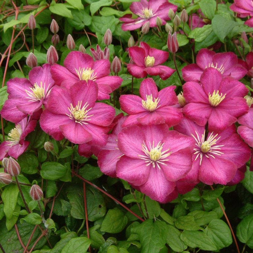 Waldrebe Ville de Lyon - Clematis (Blüte)