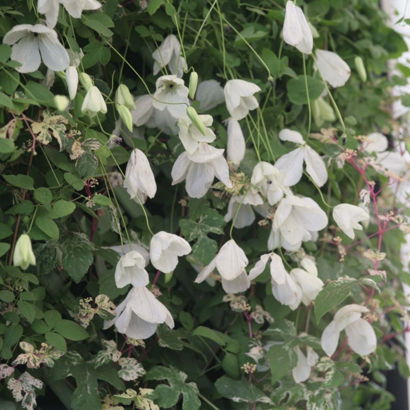 Waldrebe Maria Cornelia - Clematis (Blüte)