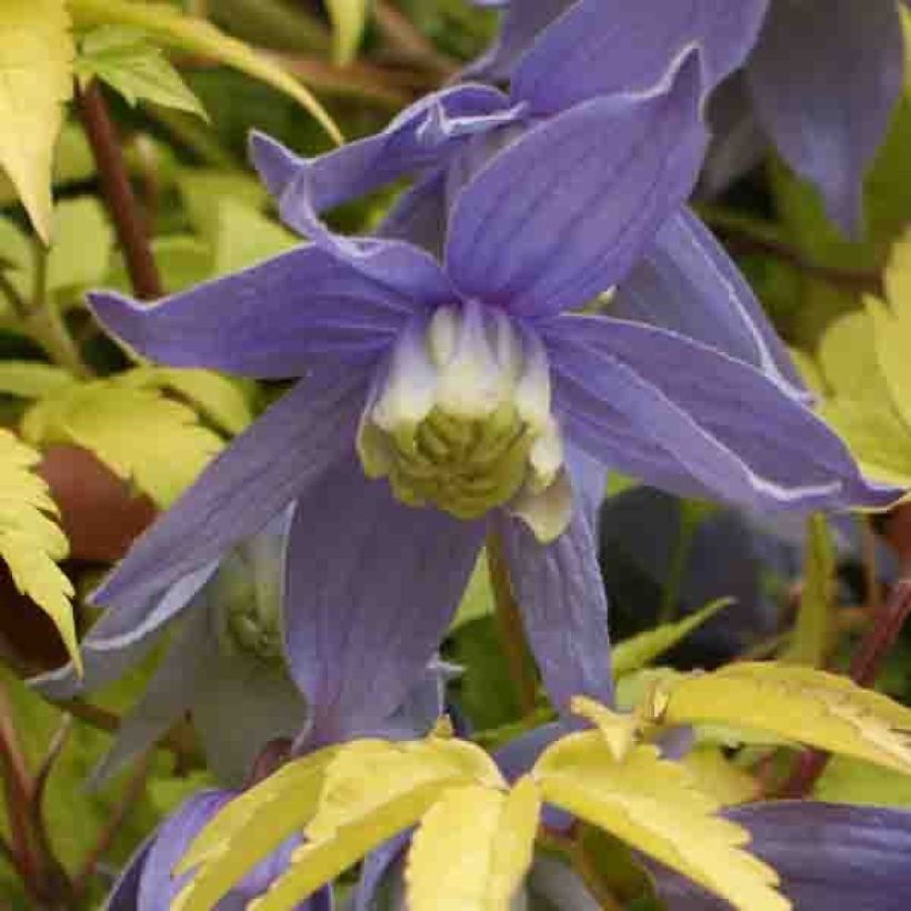 Waldrebe Stolwijk Gold - Clematis (Blüte)