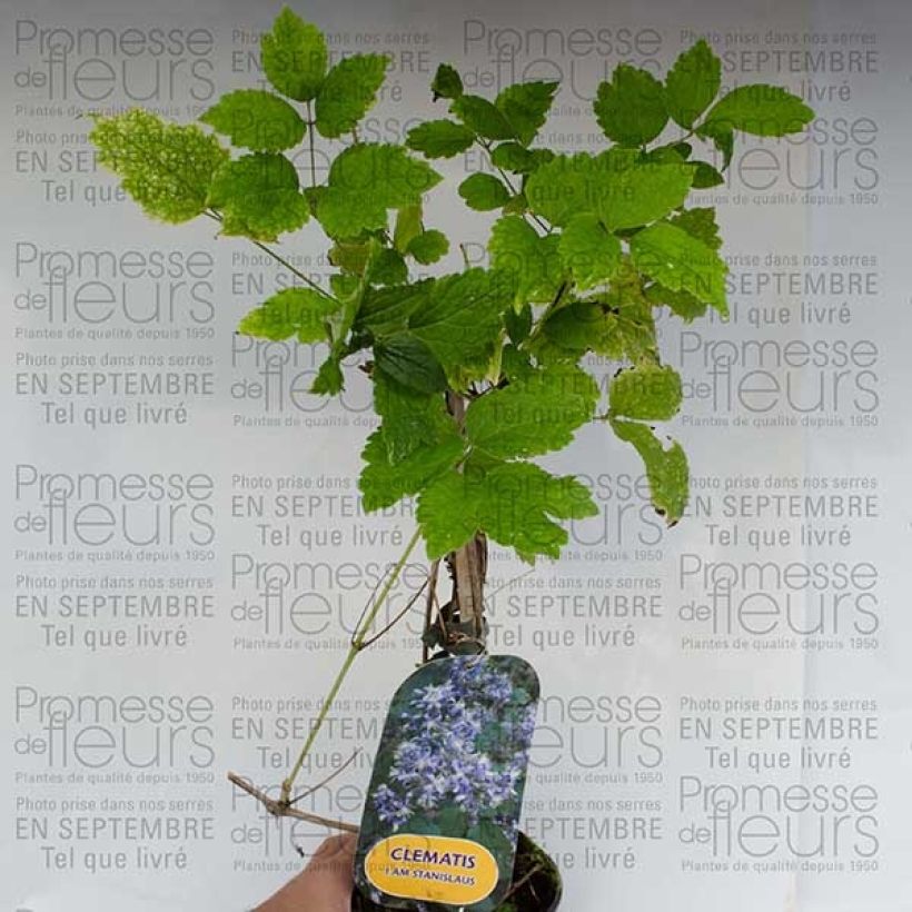 Beispiel eines Exemplars von Clématite - Clematis I am Stanislaus Pot de 2L/3L wie geliefert