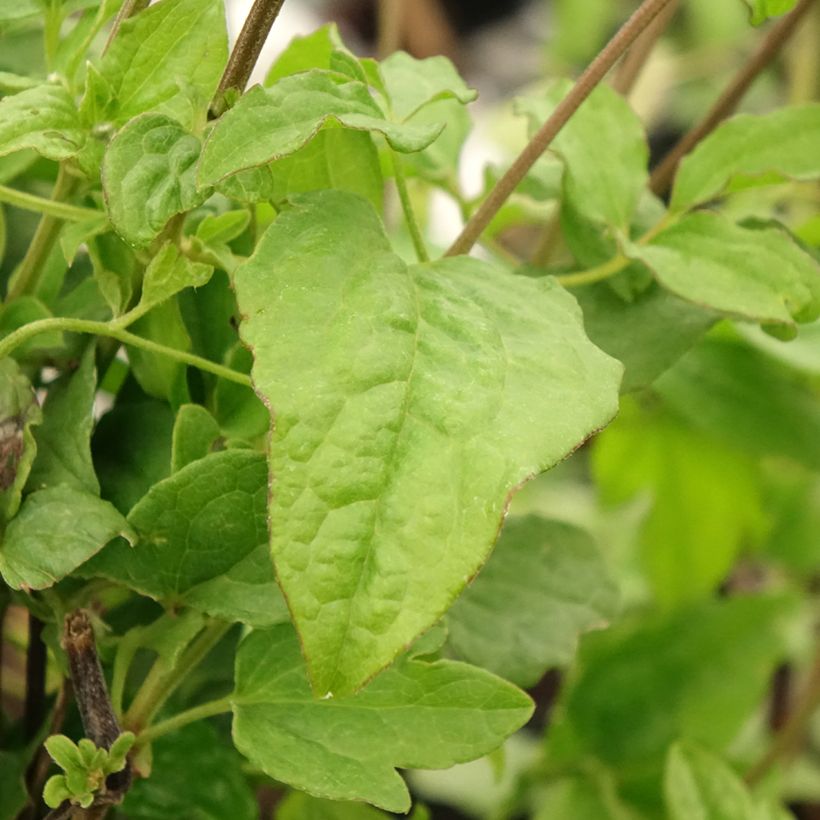 Waldrebe Blekitny aniol - Clematis (Laub)