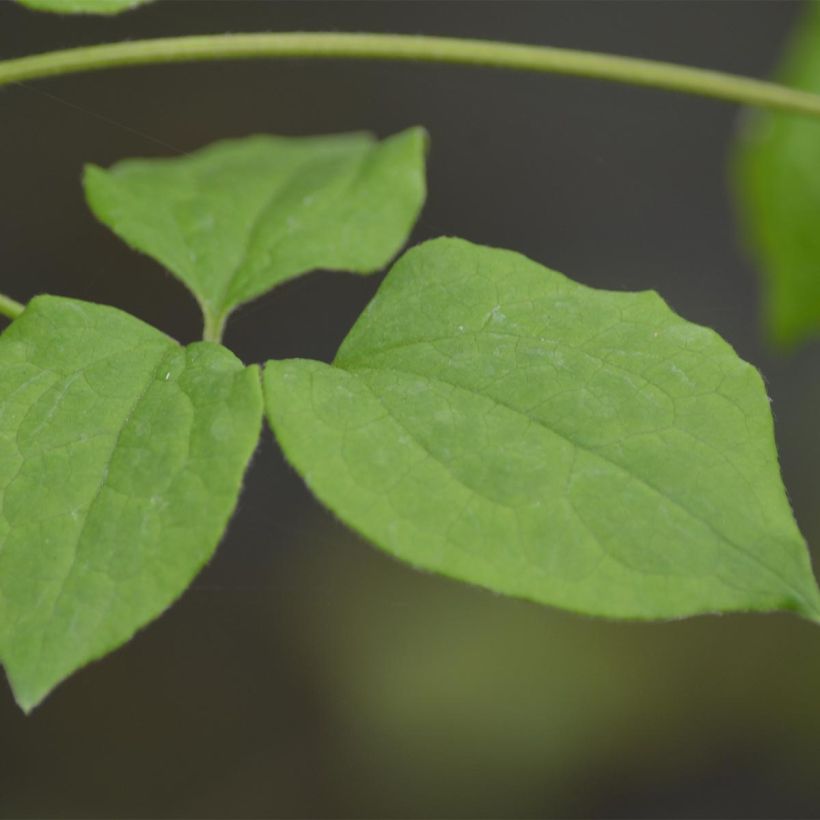 Waldrebe Blue Light - Clematis (Laub)