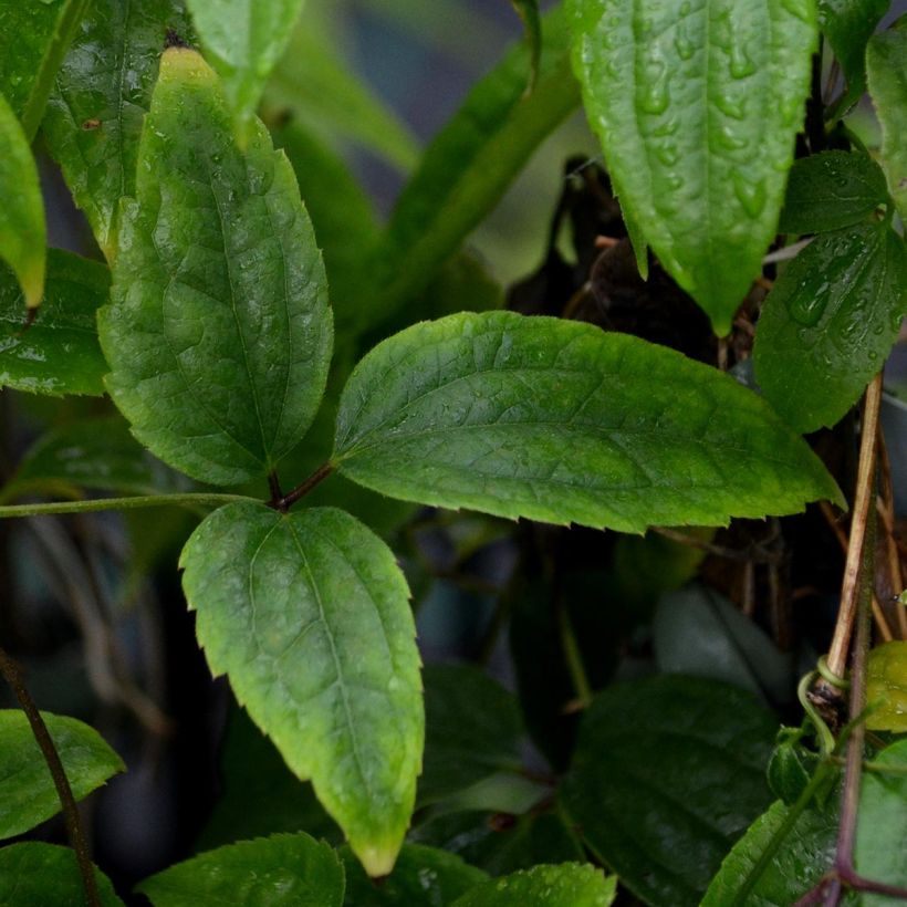 Clematis urophylla Winter Beauty - Waldrebe (Laub)