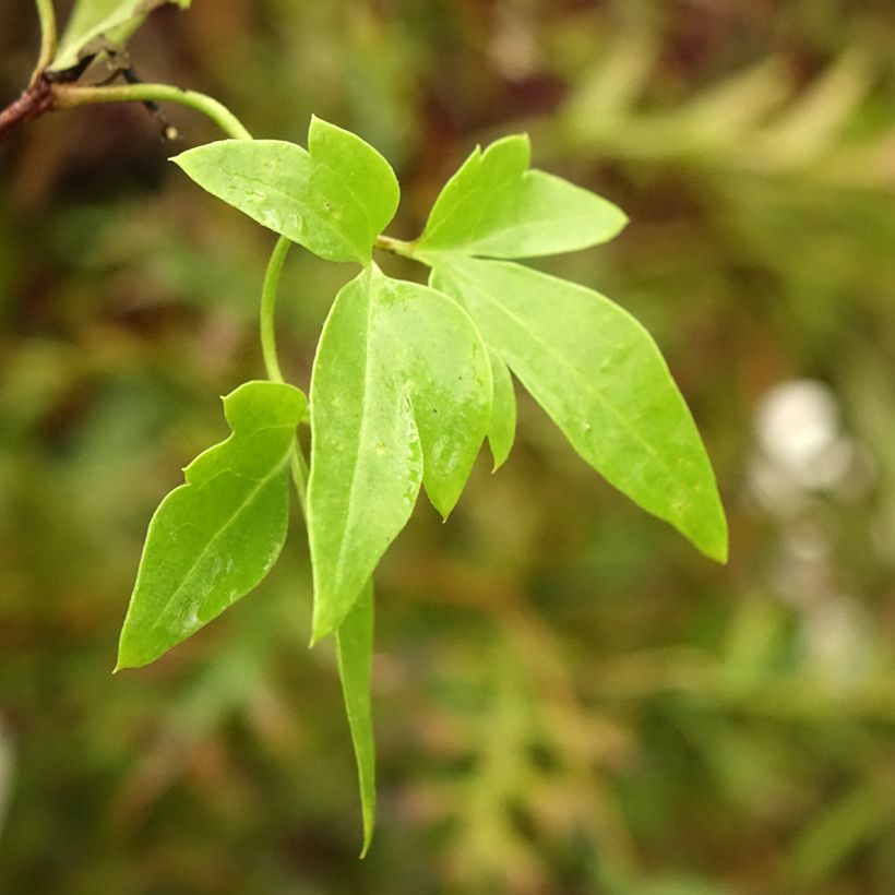 Clematis napaulensis Christmas Surprise - Waldrebe (Laub)