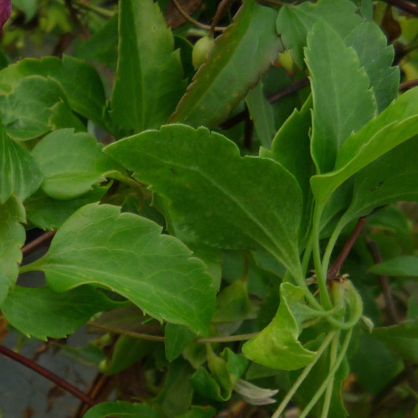 Clematis cirrhosa Lansdowne Gem - Waldrebe (Laub)