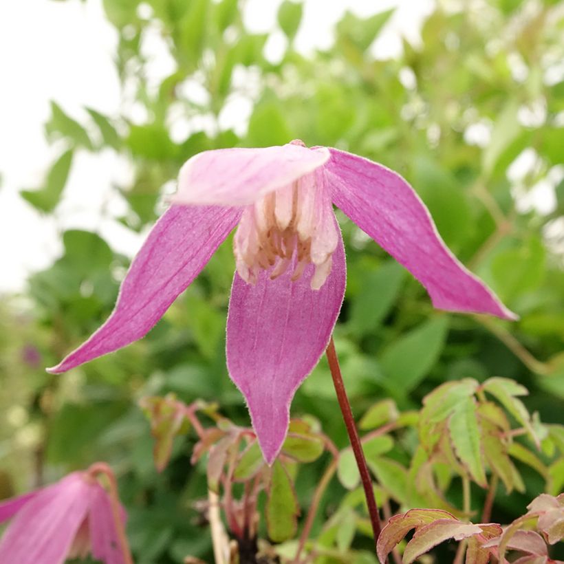 Clematis alpina Ruby - Alpen-Waldrebe (Blüte)