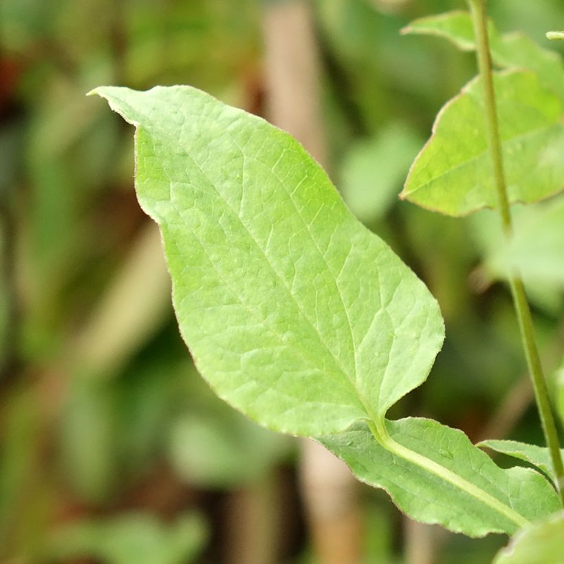 Clematis viticella Astra nova - Waldrebe (Laub)