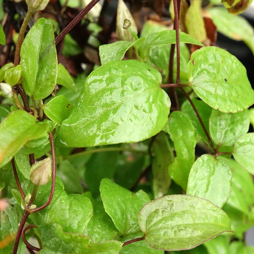 Waldrebe Comtesse de Bouchaud - Clematis (Laub)