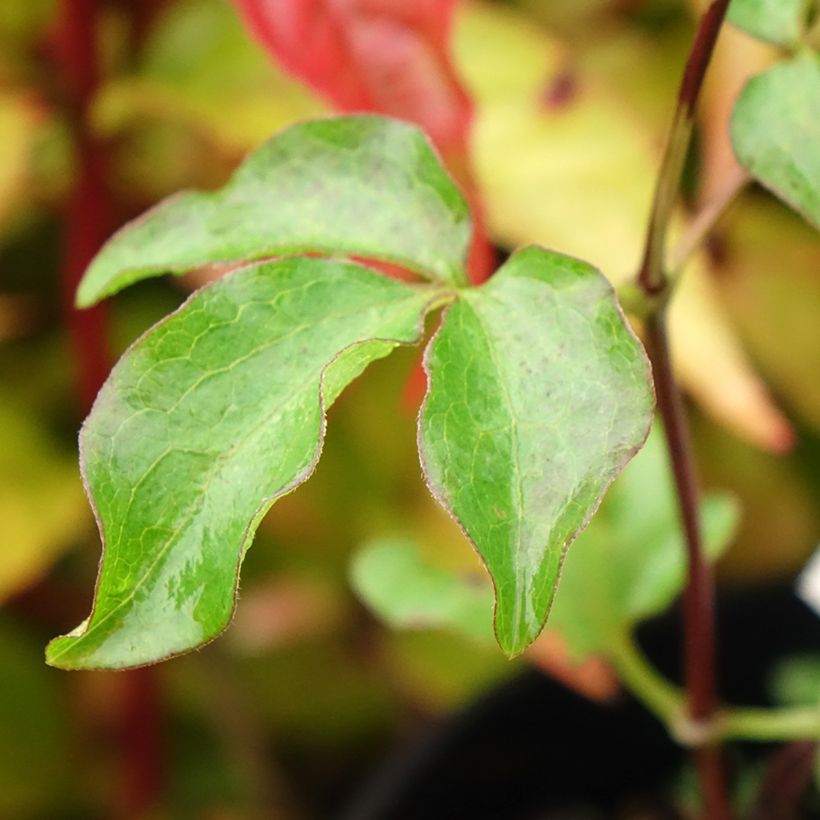 Waldrebe Dancing King - Clematis (Laub)