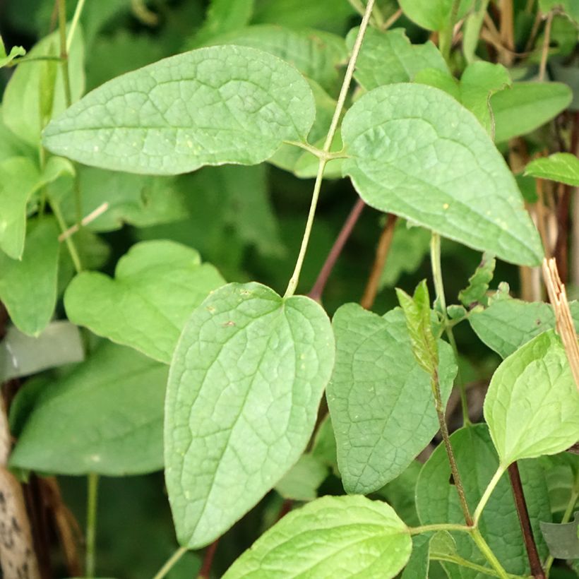 Waldrebe Eriostemon - Clematis (Laub)