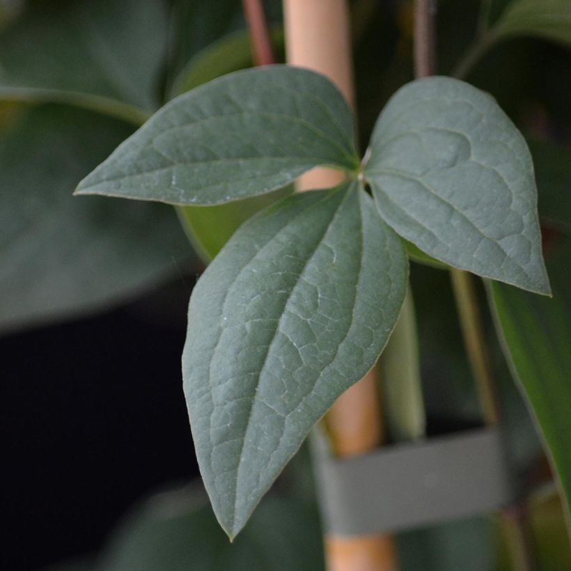 Clematis flammula Aromatica - Waldrebe (Laub)