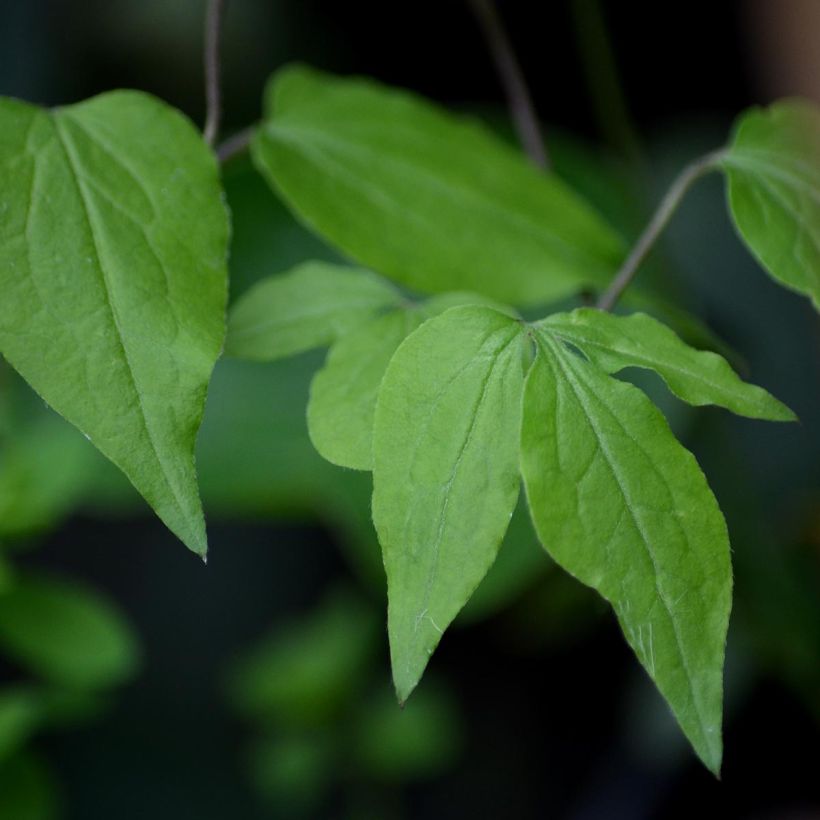 Clematis florida Fond Memories - Waldrebe (Laub)