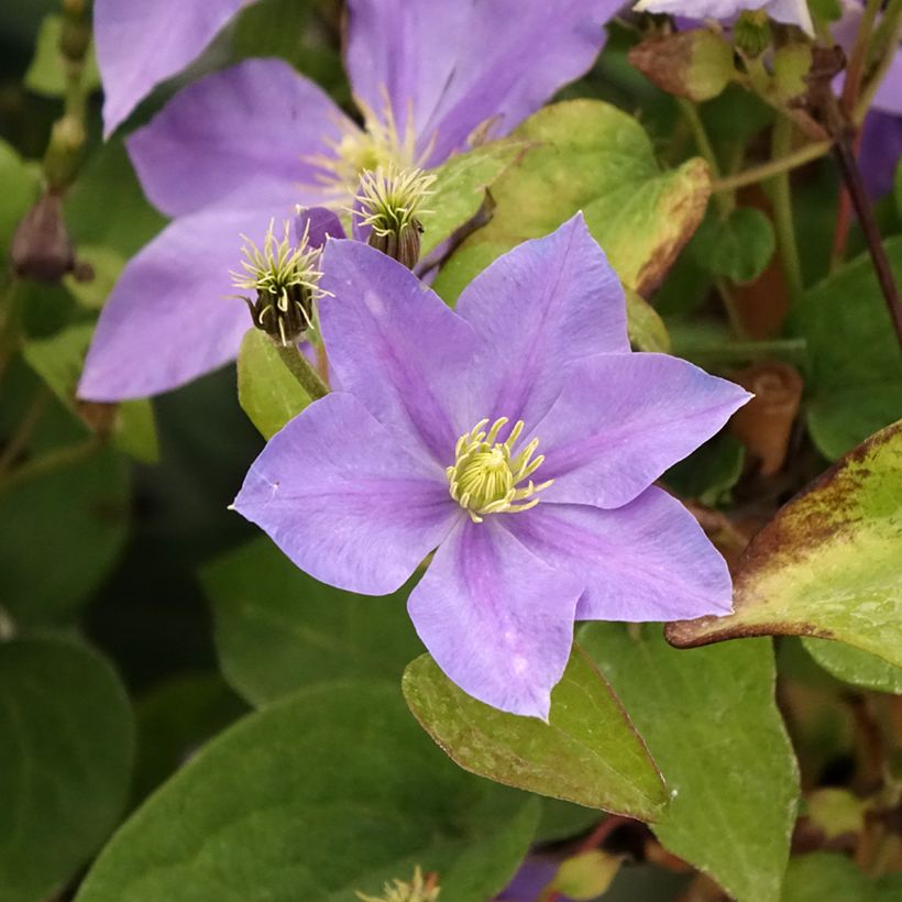 Waldrebe Fuji Musume - Clematis (Blüte)