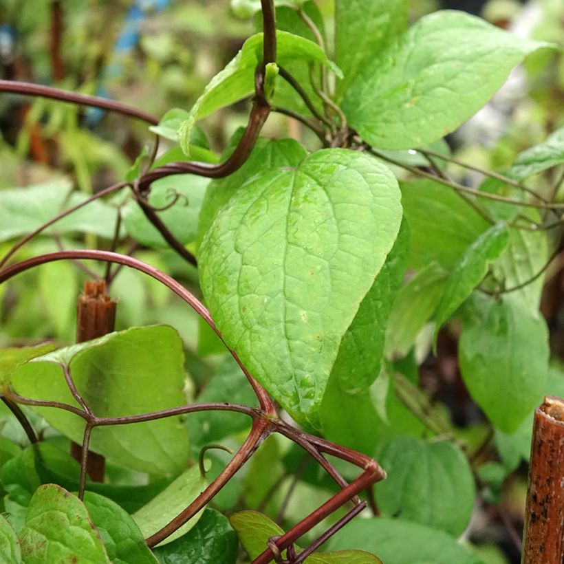 Clematis fusca - Waldrebe (Laub)