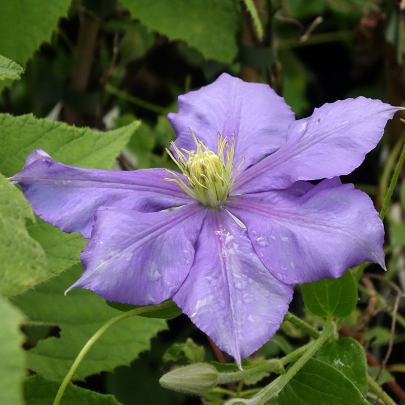 Waldrebe Général Sikorski - Clematis (Blüte)