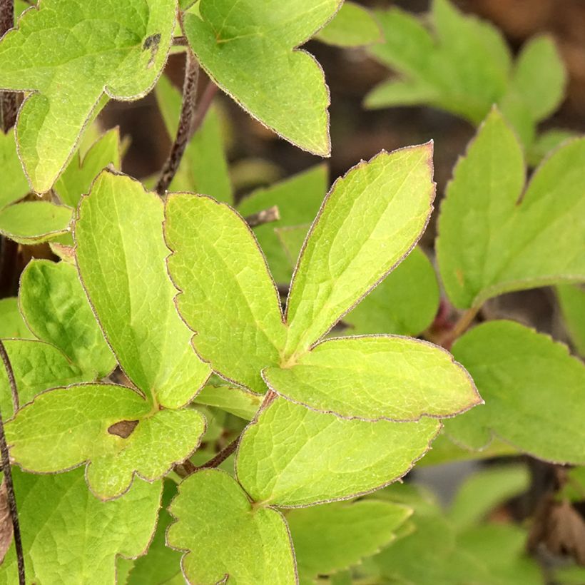 Waldrebe I am Red Robin - Clematis (Laub)