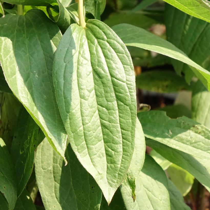 Clematis integrifolia Rosea - Stauden-Waldrebe (Laub)