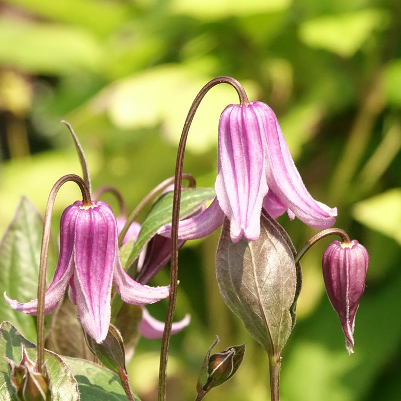 Clematis integrifolia Rosea - Stauden-Waldrebe (Blüte)