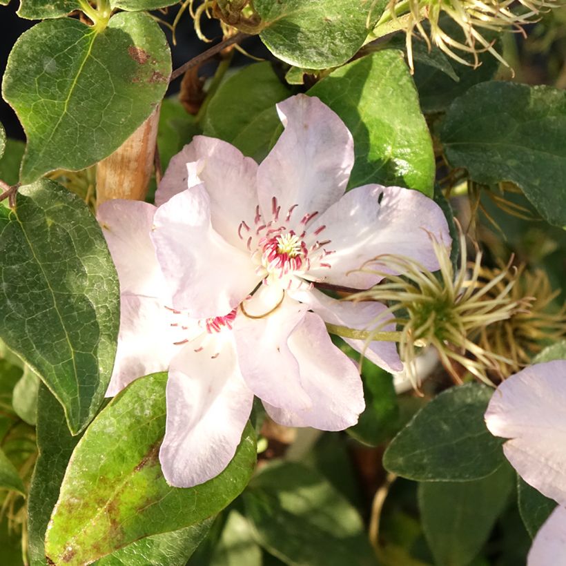 Waldrebe Ivan Olsson - Clematis (Blüte)