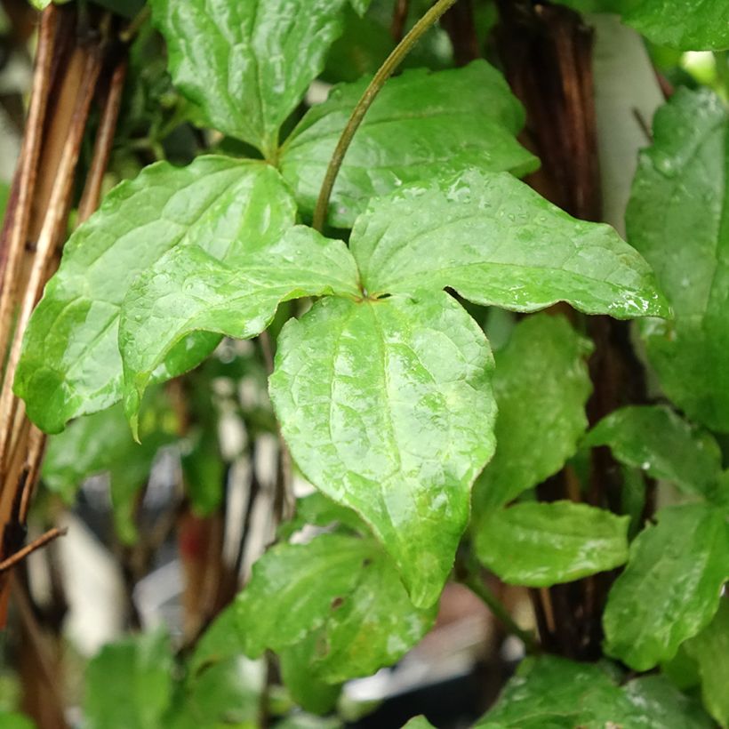 Clematis jackmanii Purpurea - Waldrebe (Laub)