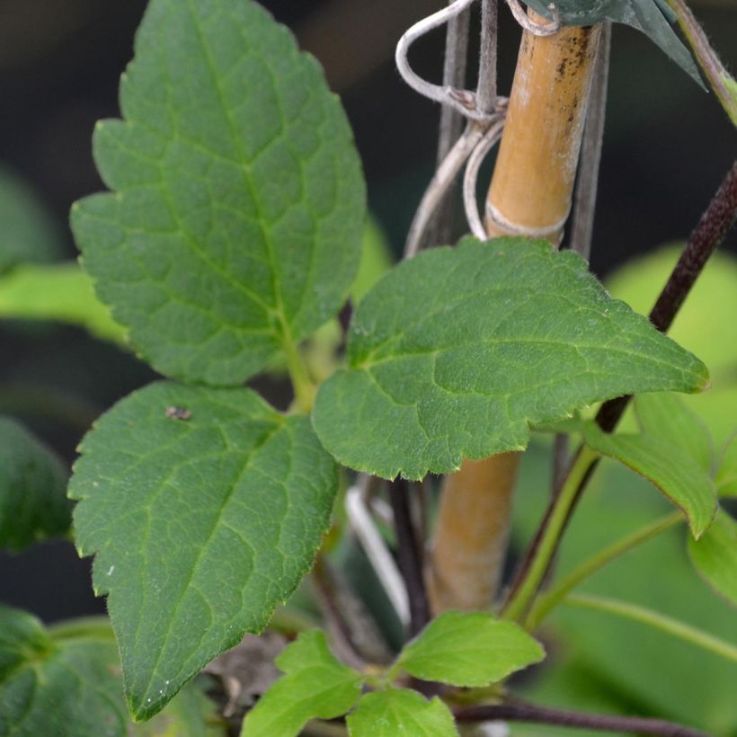 Waldrebe Love Child - Clematis (Laub)