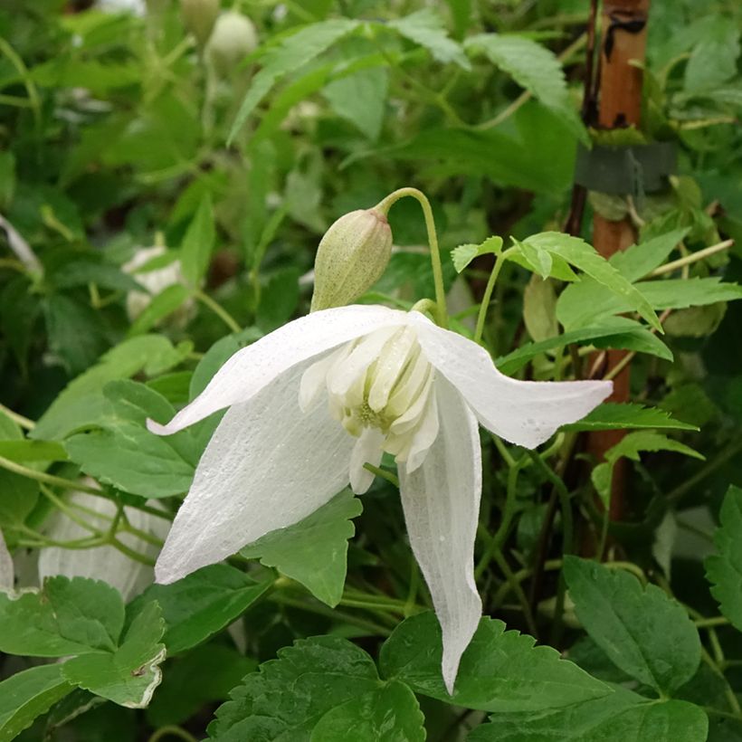 Clematis macropetala Broughton Bride - Waldrebe (Blüte)