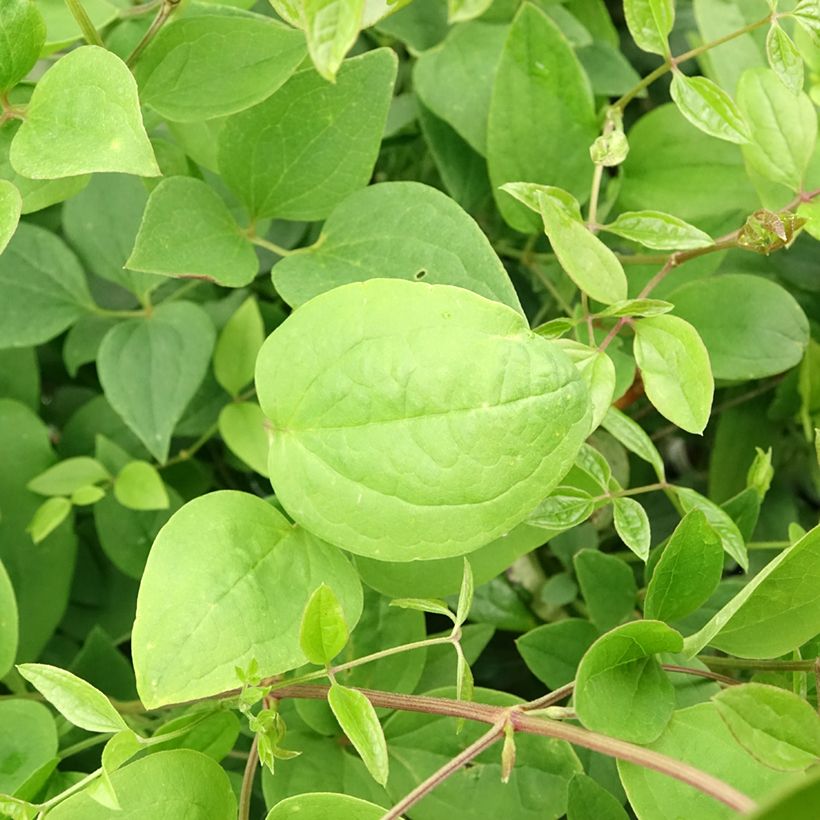 Clematis flammula mandshurica - Waldrebe (Laub)