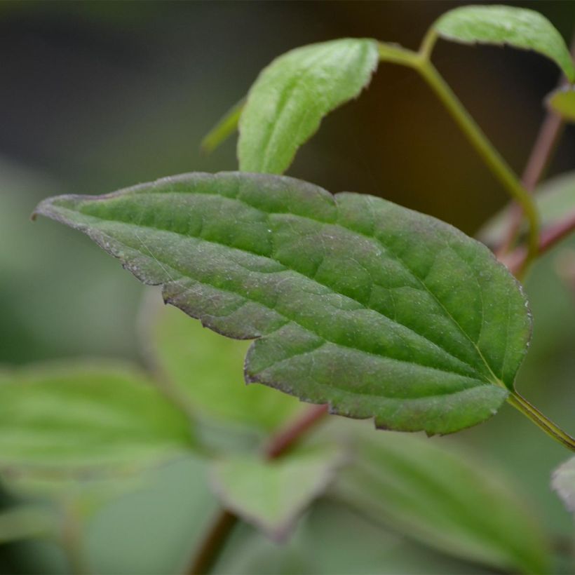 Clematis montana Marjorie - Berg-Waldrebe (Laub)