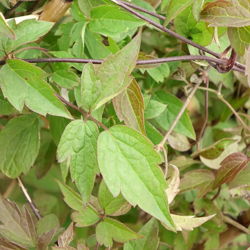 Clematis montana Spooneri - Berg-Waldrebe (Laub)