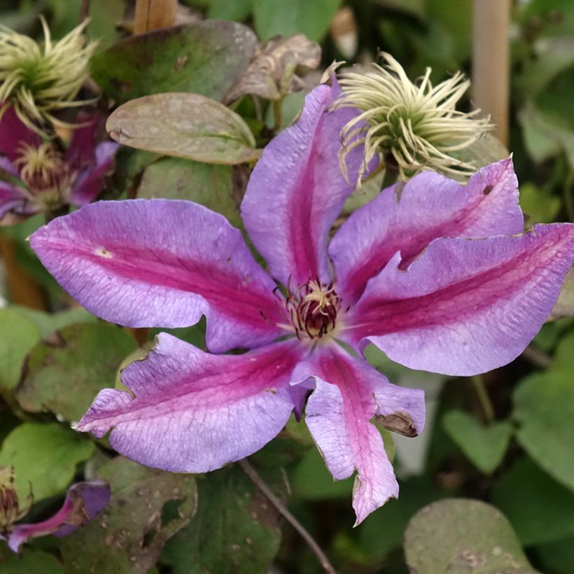 Waldrebe Mrs N. Thompson - Clematis (Blüte)