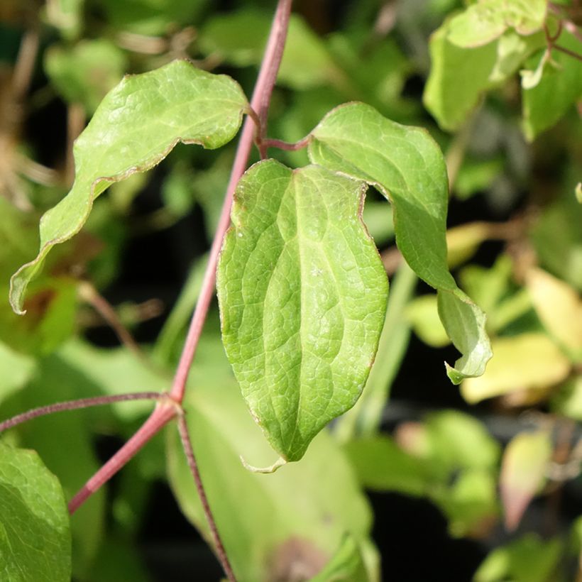 Waldrebe Picardy - Clematis (Laub)