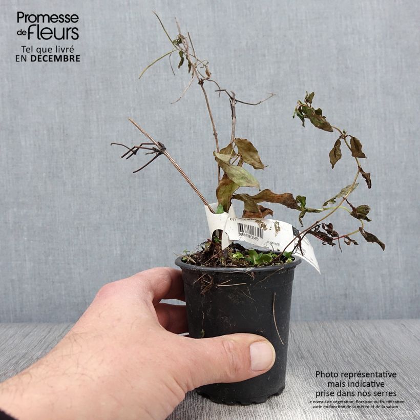 Exemplar von Clématite - Clematis Proteus en godet de 9cm wie im Herbst geliefert