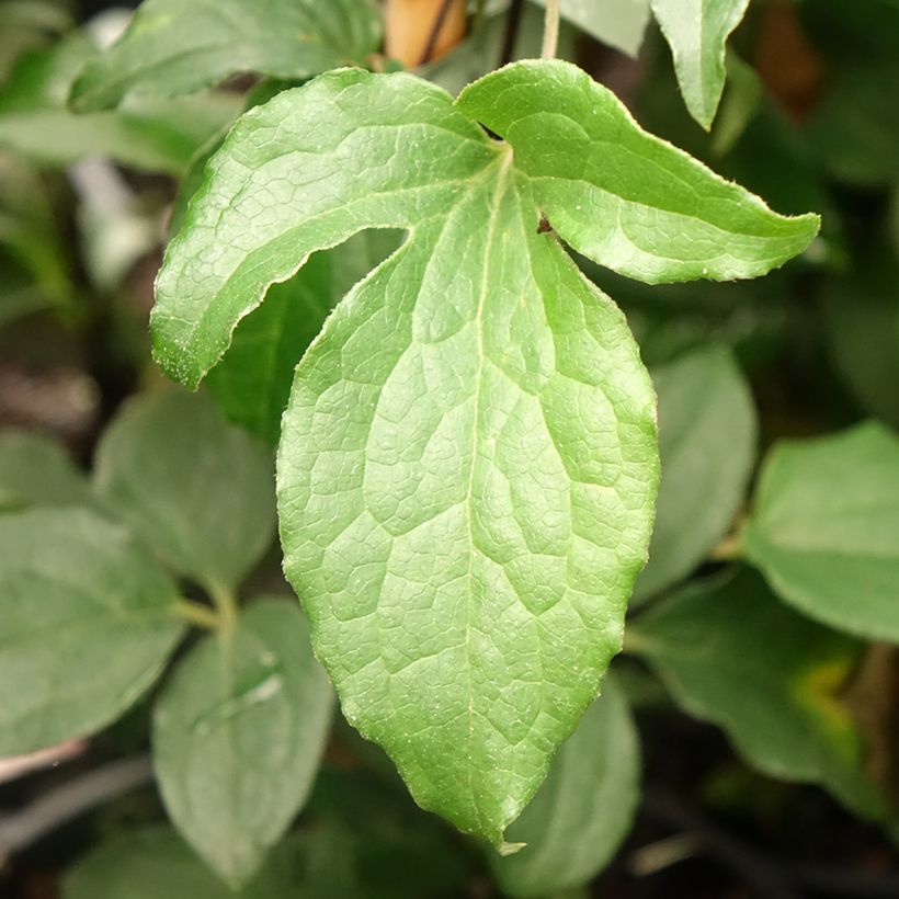 Waldrebe Rosamunde - Clematis (Laub)