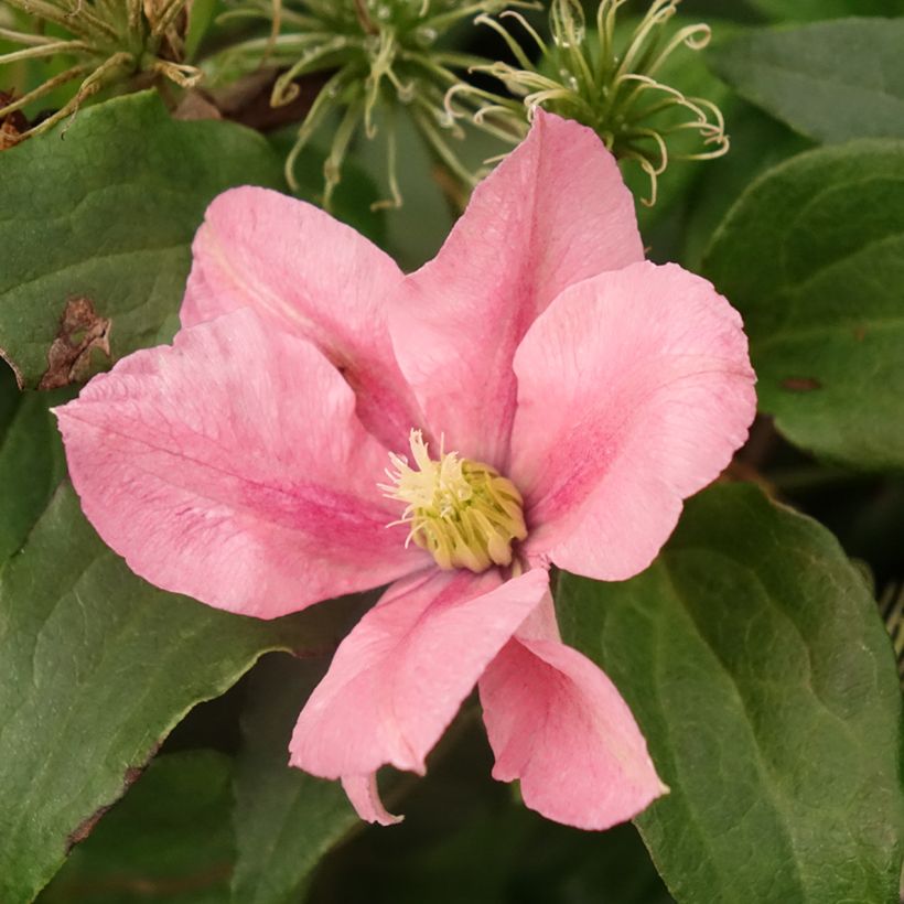 Waldrebe Rosamunde - Clematis (Blüte)