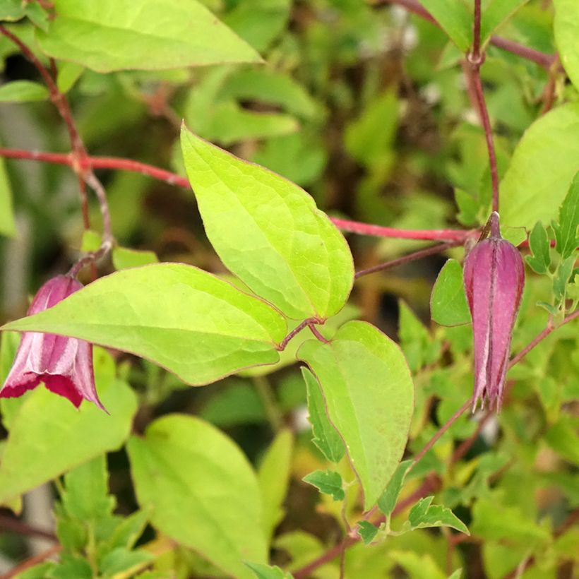 Clematis tangutica Aureolin - Gold-Waldrebe (Laub)