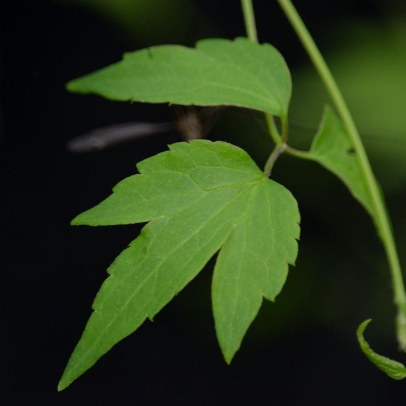 Clematis tangutica Grace - Gold-Waldrebe (Laub)