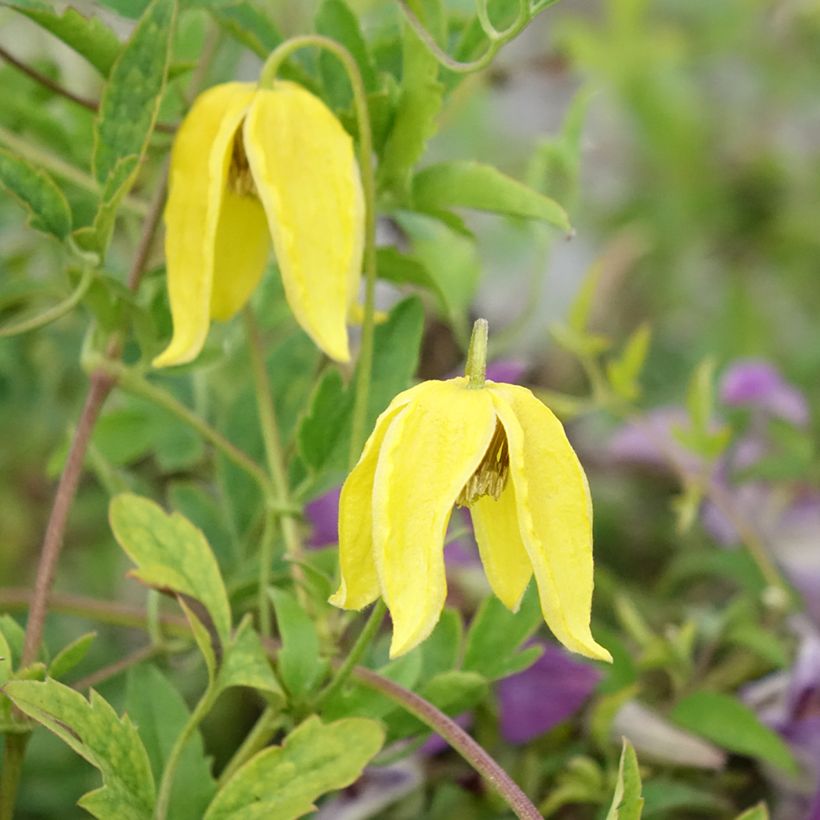 Clematis tangutica Lambton Park - Gold-Waldrebe (Blüte)