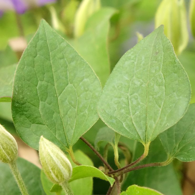 Waldrebe Mix Blue - Clematis (Laub)