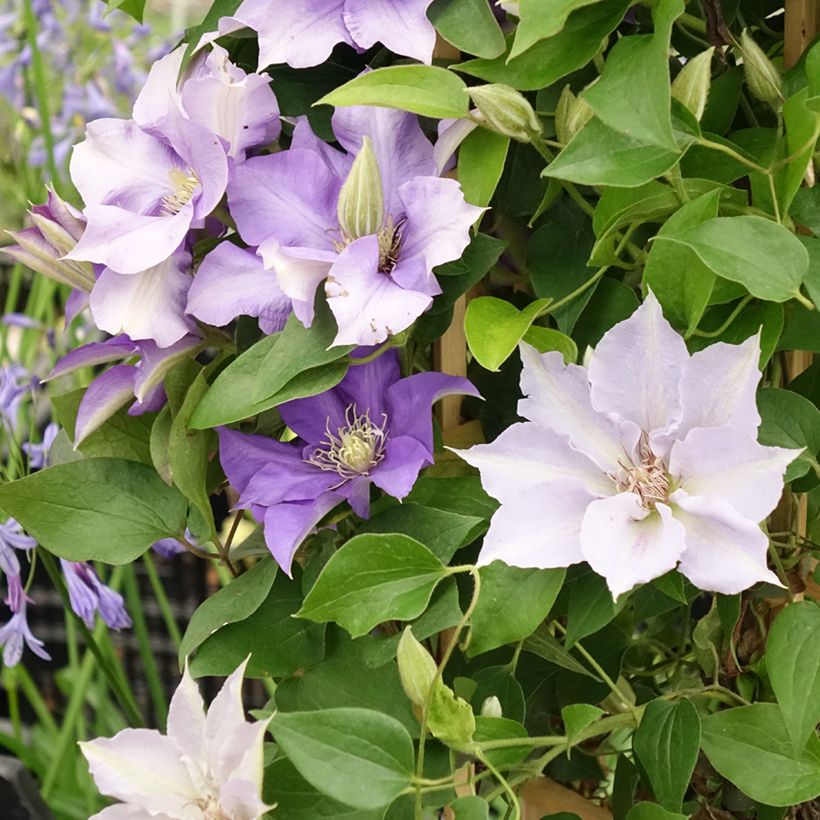 Waldrebe Mix Blue - Clematis (Blüte)