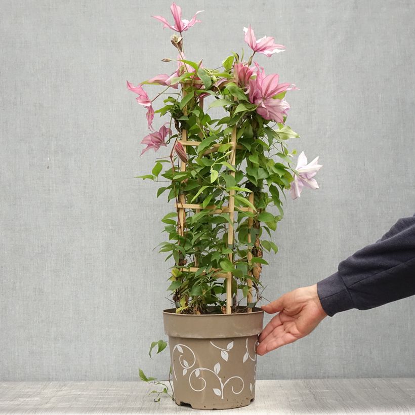 Exemplar von Clématite - Clematis Three Sisters trio rose - Pot de 6L/7L wie im Frühjahr geliefert