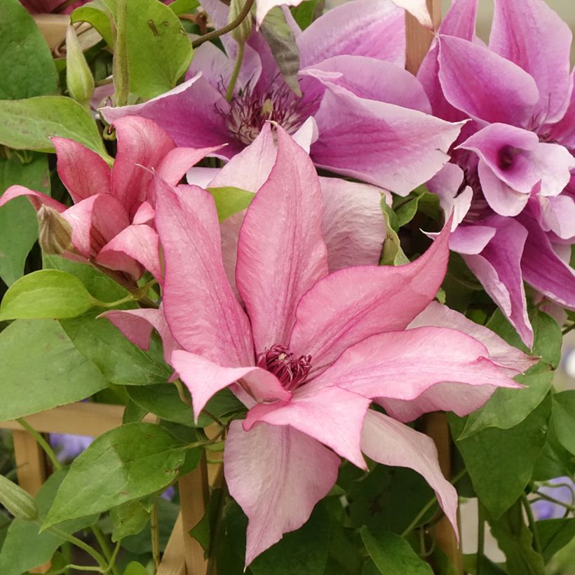 Waldrebe Mix - Clematis (Blüte)