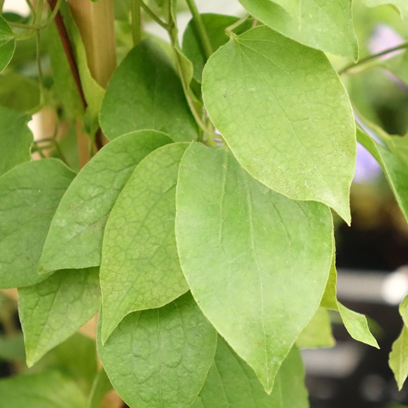 Waldrebe Mix Red - Clematis (Laub)