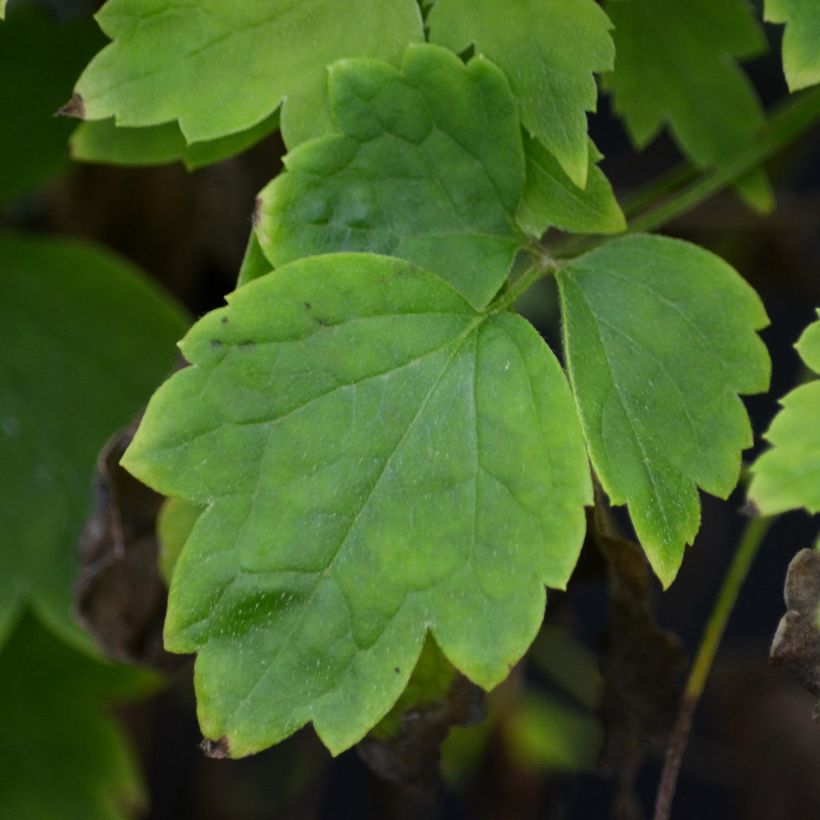 Clematis vitalba Trichotoma - Gewöhnliche Waldrebe (Laub)