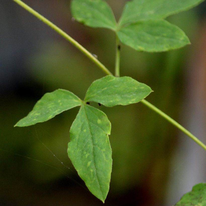 Clematis viticella Alba Luxurians - Waldrebe (Laub)