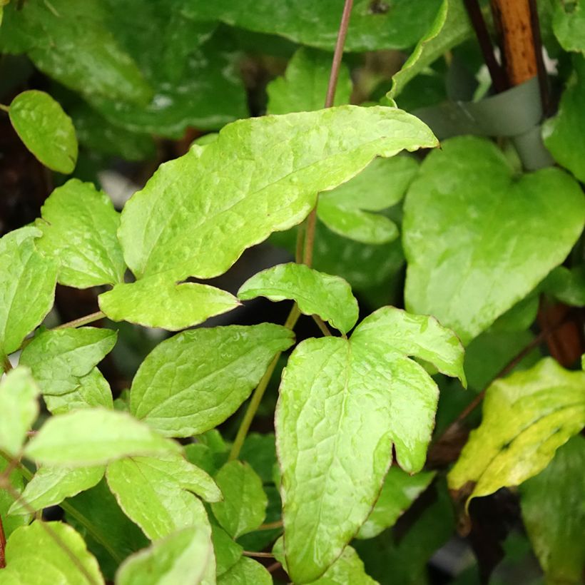 Clematis viticella Black Prince - Waldrebe (Laub)