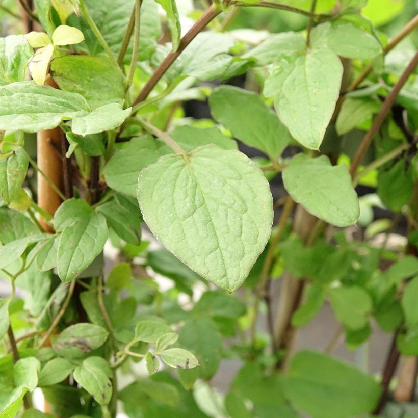 Clematis viticella Rubra - Waldrebe (Laub)