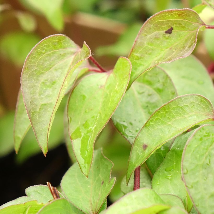 Waldrebe Vyvyan Pennell - Clematis (Laub)