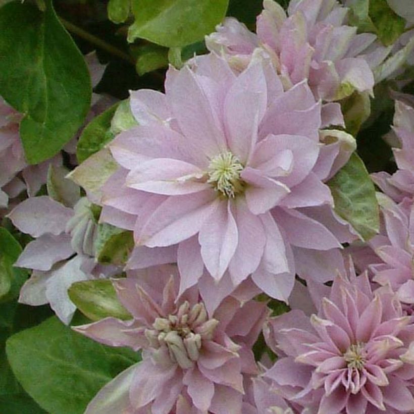 Waldrebe Dancing Queen - Clematis (Blüte)