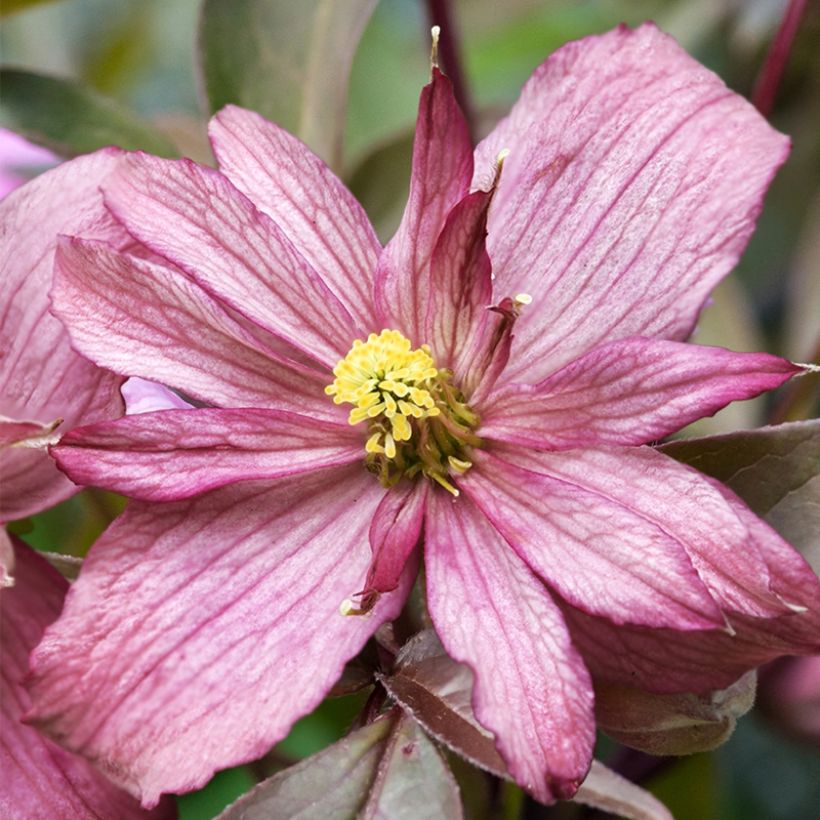 Clematis montana Sunrise - Berg-Waldrebe (Blüte)