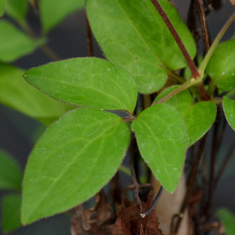 Waldrebe Diamantina - Clematis (Laub)